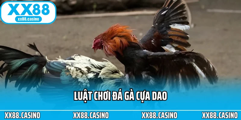 Luật chơi đá gà cựa dao