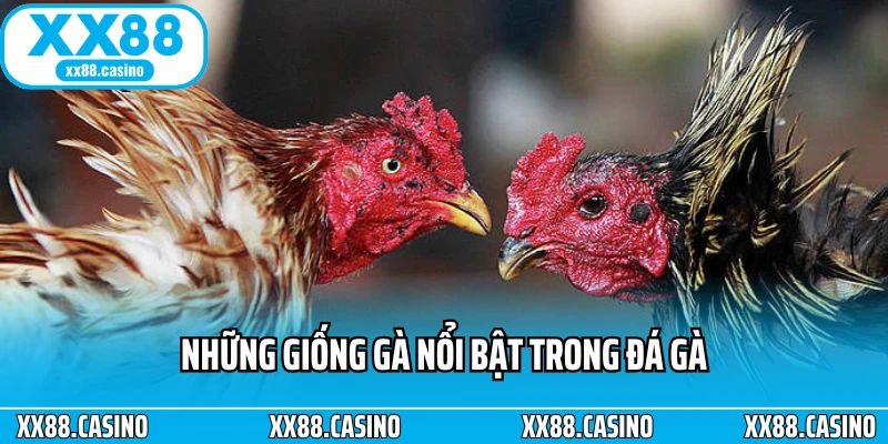Những giống gà nổi bật trong đá gà